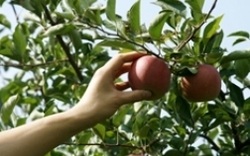 how to harvest Rewards from your tree of life Picture - Cynthia A Copenhaver - Creative Concepts Blog